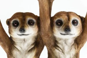 KARE Design Bijzettafel Animal Meerkat Sisters Ø33cm