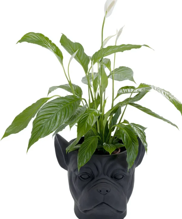 KARE Design Bloempot Bulldog Zwart