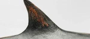 KARE Design Decofiguur Shark Base