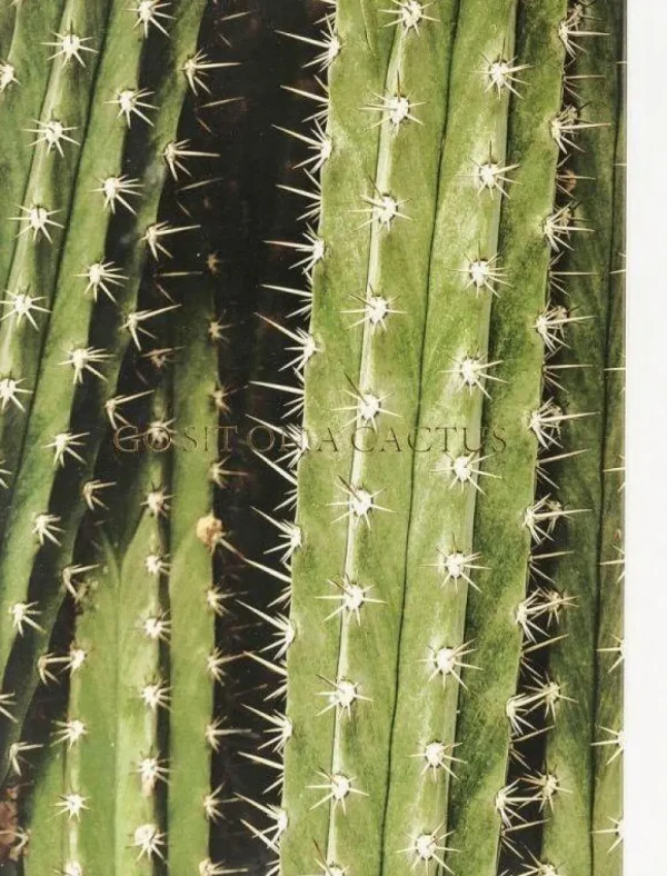 KARE Design Fotolijst Cactus 45x33cm