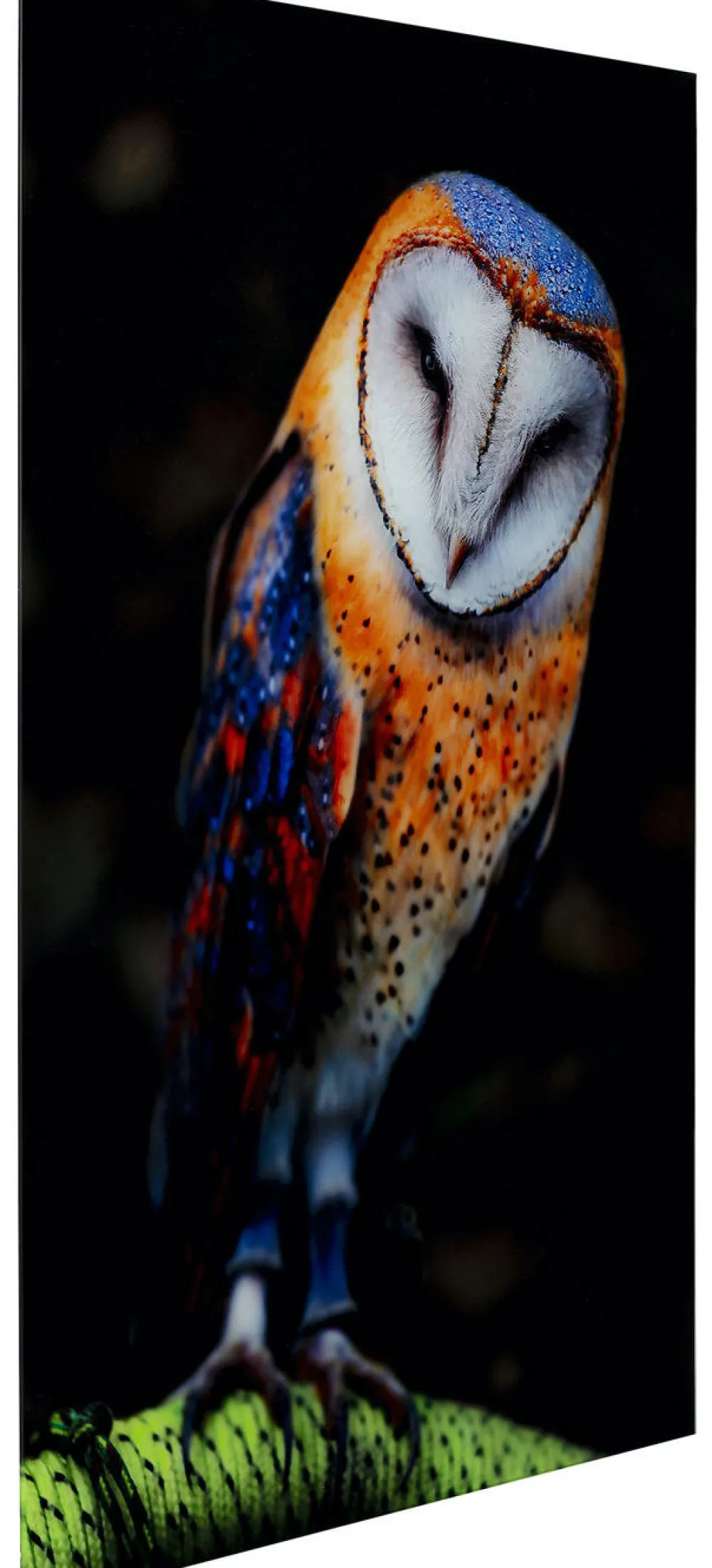 glasschilderij_cute_owl_xcm_0.webp KARE Design Glasschilderij Cute Owl 120x80cm