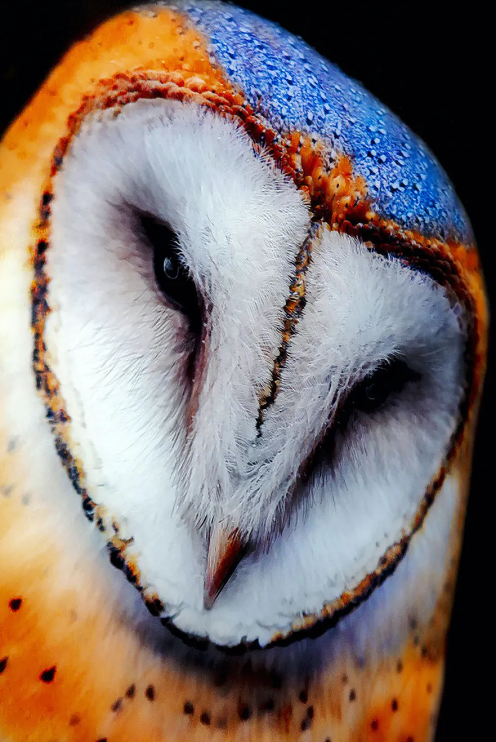 glasschilderij_cute_owl_xcm_2.webp KARE Design Glasschilderij Cute Owl 120x80cm