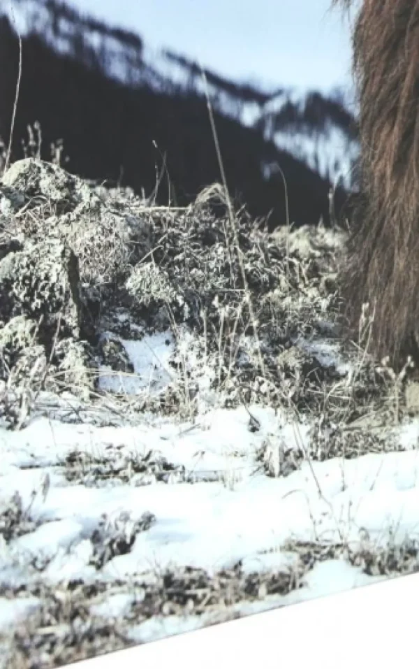 KARE Design Glasschilderij Proud Lion 180x120cm