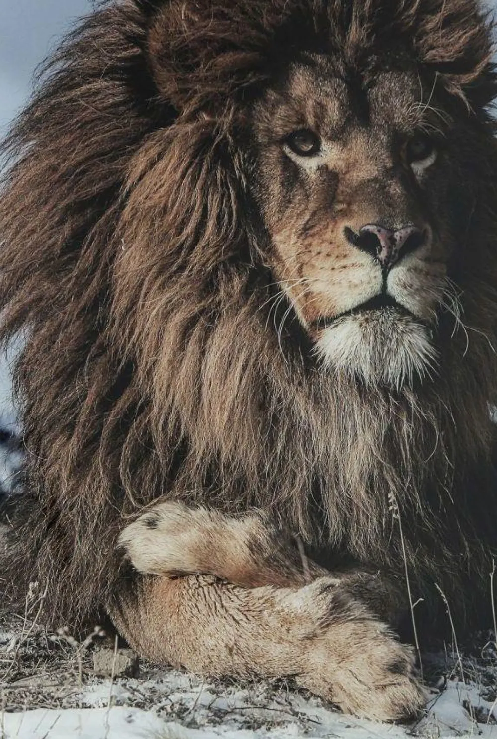 glasschilderij_proud_lion_xcm_3.webp KARE Design Glasschilderij Proud Lion 180x120cm