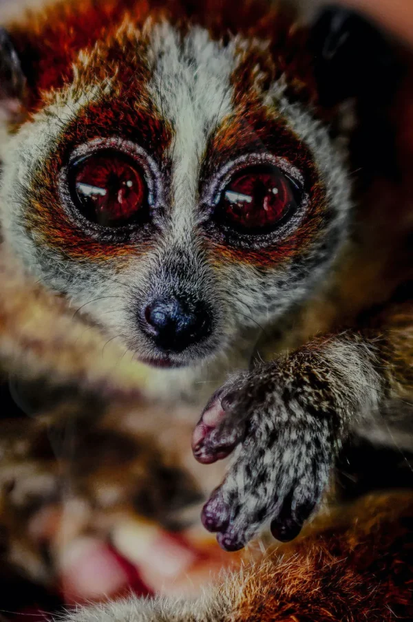 KARE Design Glasschilderij Slow Loris 80x120cm