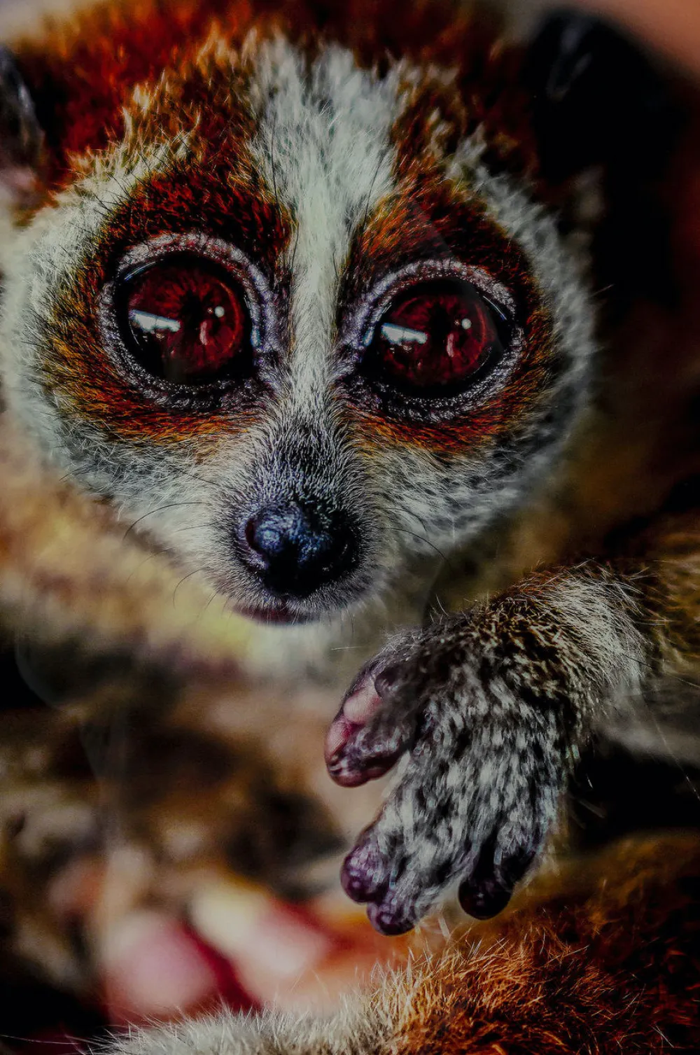 glasschilderij_slow_loris_xcm_2.webp KARE Design Glasschilderij Slow Loris 80x120cm