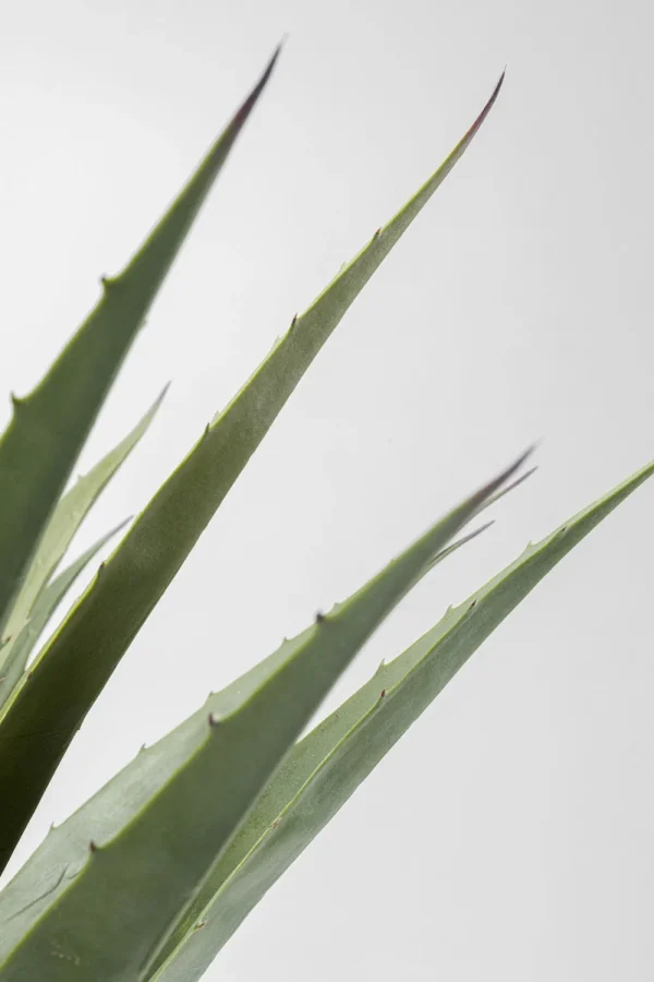 KARE Design Kunstplant Agave 85cm