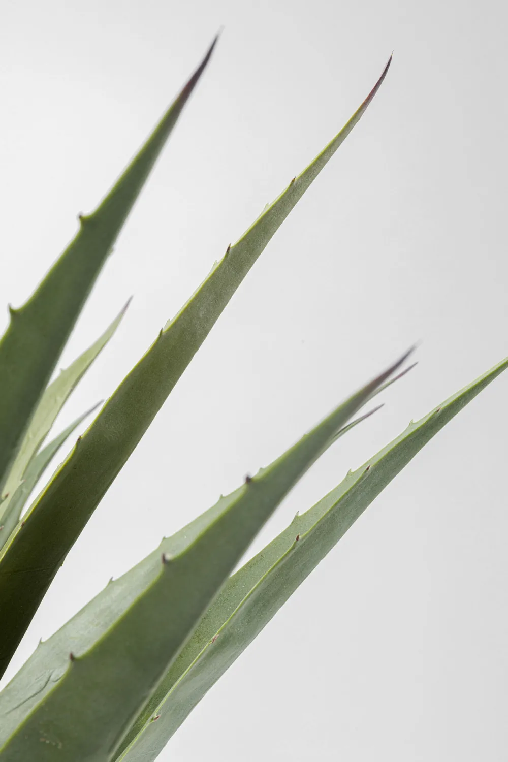 kunstplant_agave_cm_2.webp KARE Design Kunstplant Agave 85cm