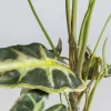 KARE Design Kunstplant Alocasia 80cm
