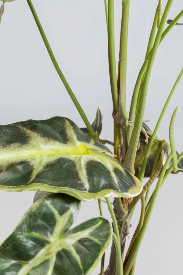 KARE Design Kunstplant Alocasia 80cm