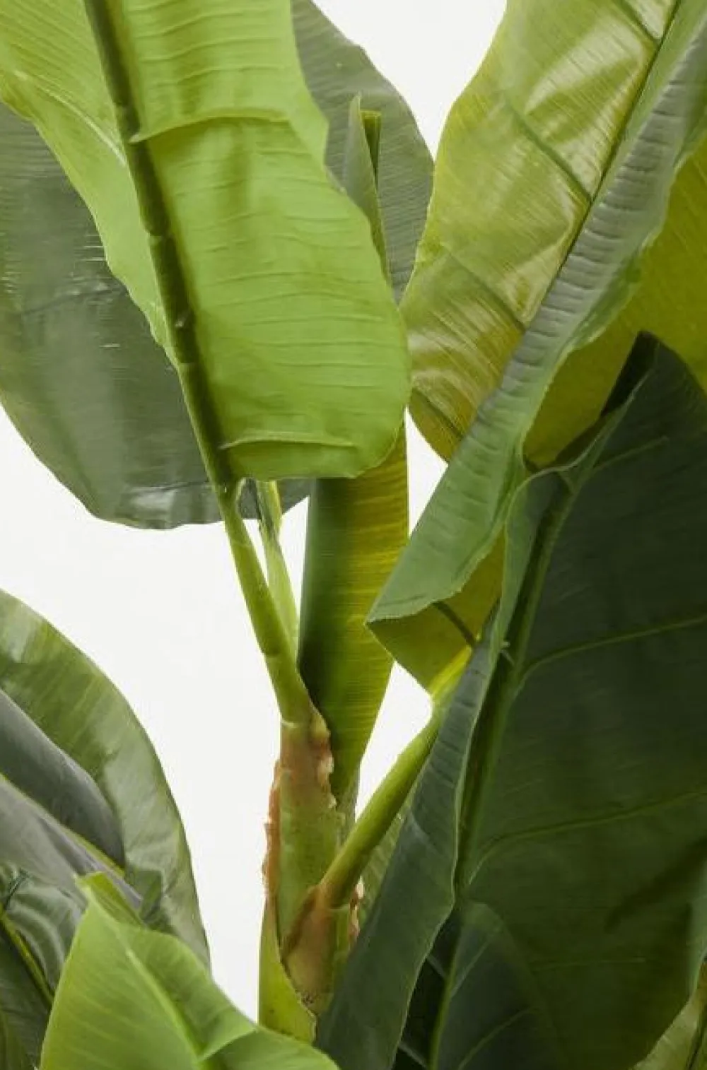 kunstplant_bananen_boom_cm_2.webp KARE Design Kunstplant Bananen Boom 180cm