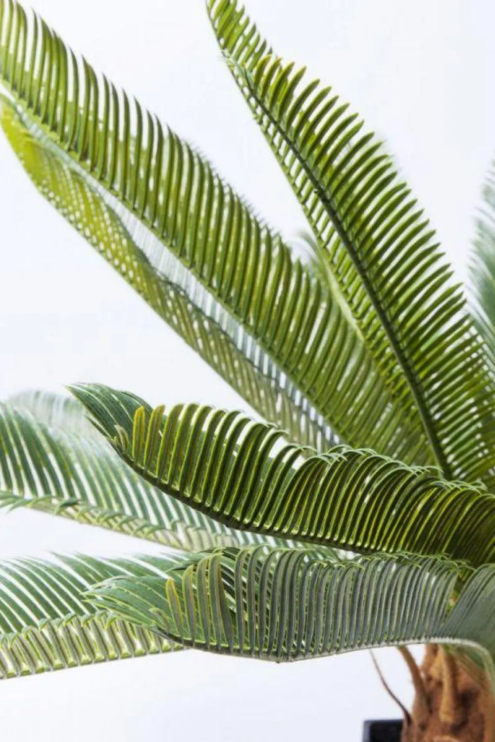 kunstplant_cycas_boom_cm_0.webp KARE Design Kunstplant Cycas Boom 78cm