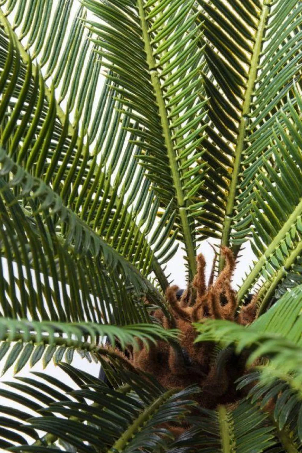 kunstplant_cycas_boom_cm_2.webp KARE Design Kunstplant Cycas Boom 78cm