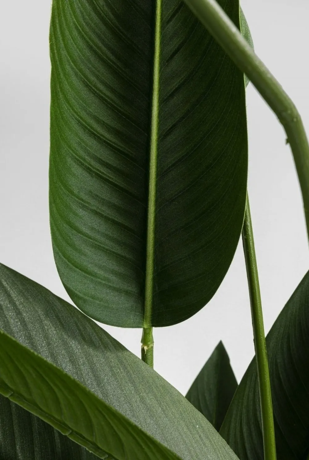 kunstplant_paradise_flowers_cm_3.webp KARE Design Kunstplant Paradise Flowers 190cm