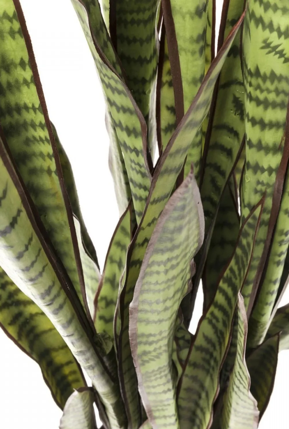 kunstplant_sansevieria_cm_3.webp KARE Design Kunstplant Sansevieria 155cm