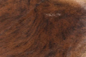 KARE Design Vloerkleed Hide Bruin-Wit 150x190cm