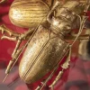 KARE Design Wanddecoratie Longicorn Beetle Goud