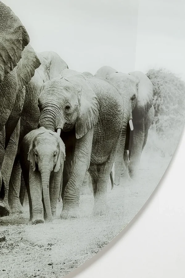 KARE Design Wandfoto Elephant Walk Ø120cm