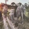 KARE Design Wandfoto Glass Elephant Family