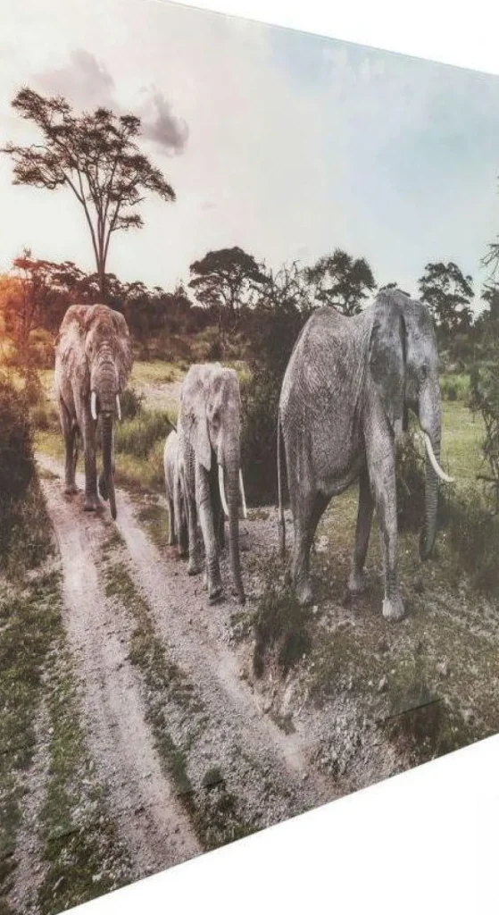 KARE Design Wandfoto Glass Elephant Family