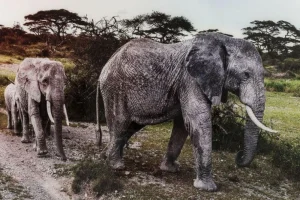 KARE Design Wandfoto Glass Elephant Family