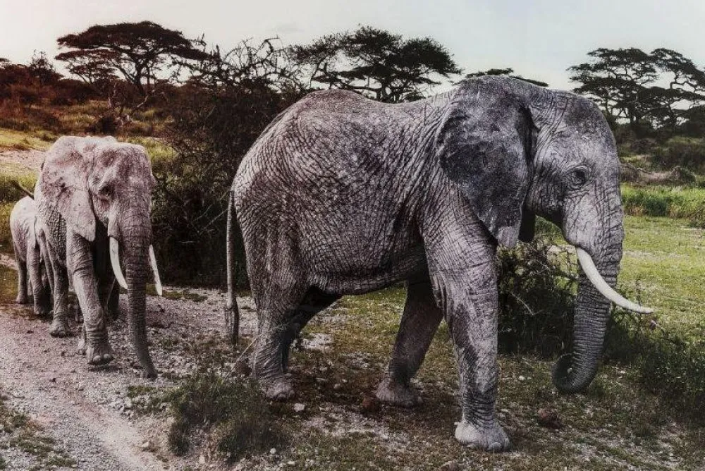 wandfoto_glass_elephant_family_1.webp KARE Design Wandfoto Glass Elephant Family