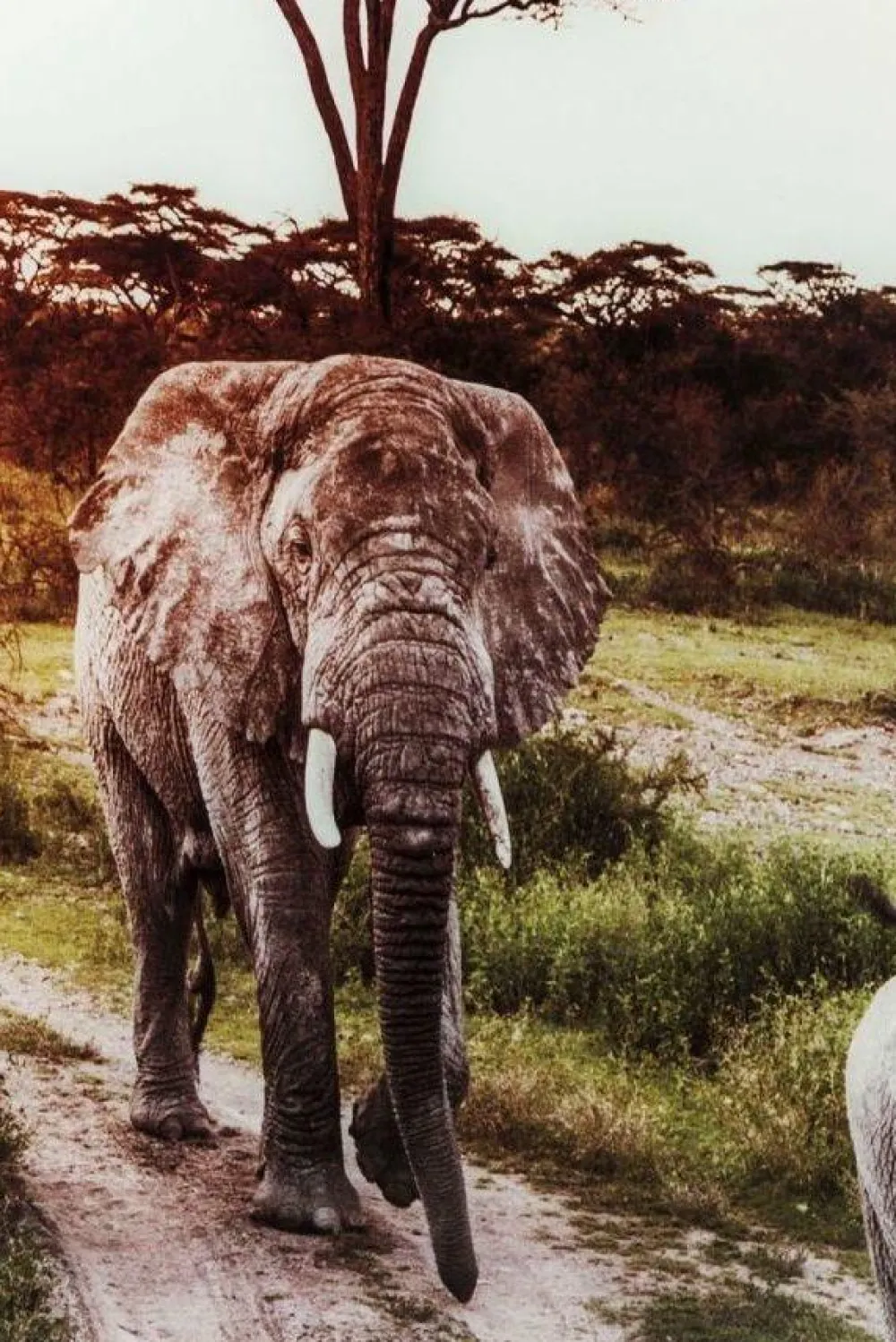 wandfoto_glass_elephant_family_2.webp KARE Design Wandfoto Glass Elephant Family