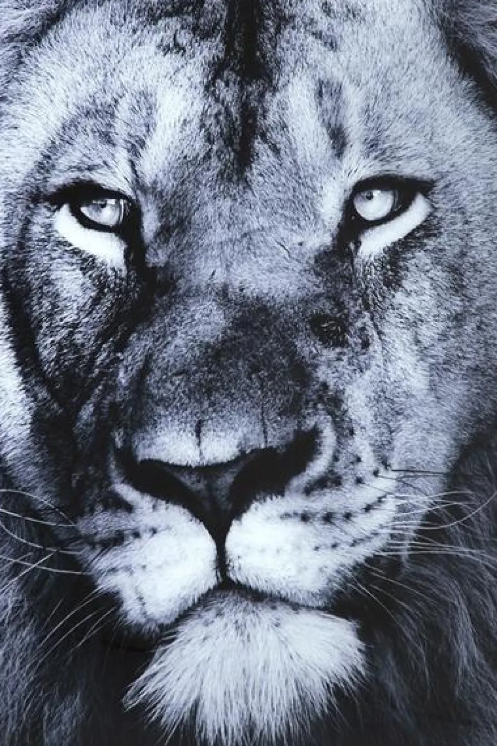 wandfoto_glass_lion_king_lying_xcm_2.webp KARE Design Wandfoto Glass Lion King Lying 120x160cm